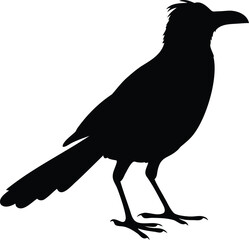 Obraz premium Silhouette of scruffy bird with fluffed feathers and upright tail standing in profile Vector illustration