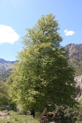 forest in the mountains