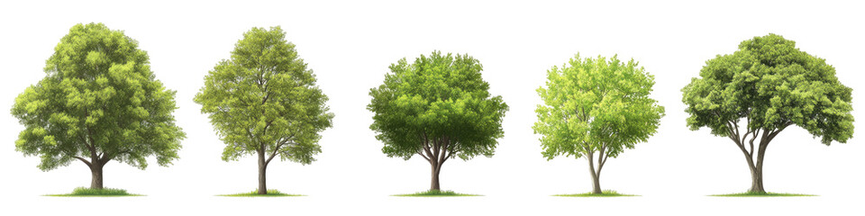 Obraz premium Five different sized trees in a row