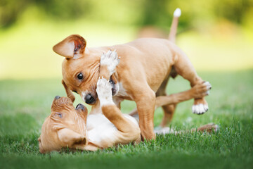 two pointer puppies playing and biting each other outdoors in summer