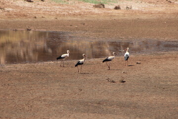 White storks walking near the water