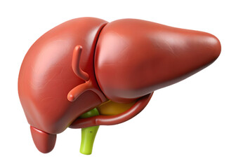 A human liver anatomy is isolated on transparent background