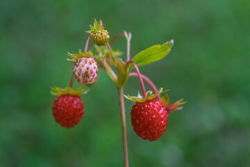 Bush of wild forest strawberry on blurred green background