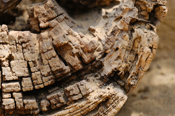 Detailed macro shot of weathered tree bark with deep cracks and layered wood texture. The abstract...