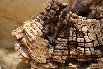 Detailed macro shot of weathered tree bark with deep cracks and layered wood texture. The abstract...