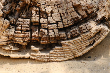 Detailed macro shot of weathered tree bark with deep cracks and layered wood texture. The abstract...