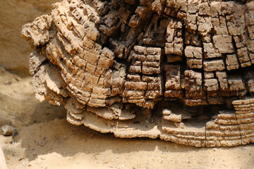 Detailed macro shot of weathered tree bark with deep cracks and layered wood texture. The abstract...