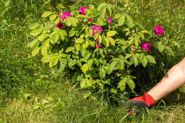 A hand in a red and black gardening glove pulling out weeds next to a bush of bright pink roses. In...
