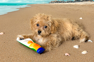 Maltipoo puppy on the beach