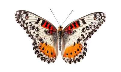 Close-up of a butterfly with intricate patterns of white, black, and orange/red