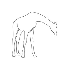 line art animal