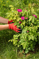 Close-up of hands in red gardening gloves supporting or inspecting the branches of a bush with...