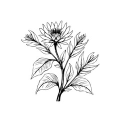 Elegant floral illustration featuring a blooming flower with detailed petals and leaves a natural beauty art
