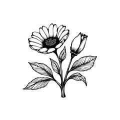 Elegant botanical illustration featuring a blossoming daisy flower and bud detailed black and white minimalist style
