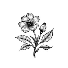 Elegant botanical illustration of a flower blossom showcasing intricate details in black and white line work