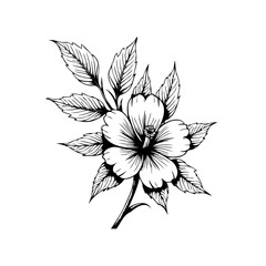 Detailed botanical illustration of a hibiscus flower and foliage on a white background drawing style