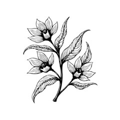 Detailed floral illustration of delicate flowers and leaves displaying botanical beauty with intricate line work and shading
