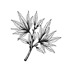 Botanical illustration of a flowering branch showcasing elegant leaves in a monochromatic palette with detailed linework