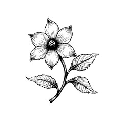 Detailed botanical illustration showcasing a delicate flower with intricate line work and elegant leaves creating an aesthetic design