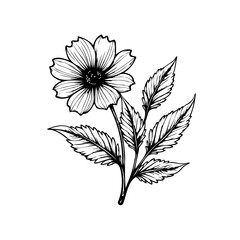 Elegant single flower with detailed line work showcasing botanical illustration perfect for minimalist designs art