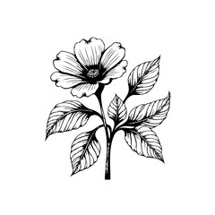 Delicate monochrome botanical illustration showcasing a blooming flower surrounded by artfully detailed leaves and stem elegantly presented