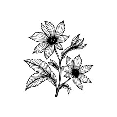 Detailed floral illustration showcasing intricate botanical details with a minimalist design aesthetic and subtle shading