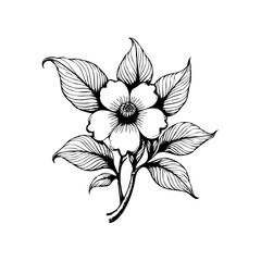 Elegant botanical illustration of a blooming flower with intricately detailed leaves against a white backdrop perfect for designs