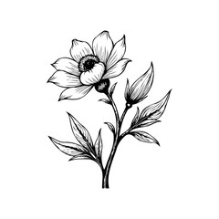 Elegant botanical illustration featuring a blooming flower with detailed petals and delicate leaves creating artistic floral elements