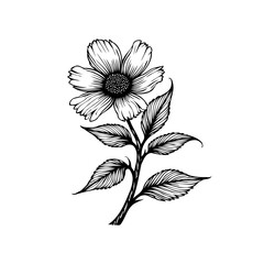 Elegant hand drawn flower illustration creating a classic aesthetic for branding floral designs and botanical projects