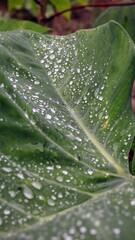 GOTAS DE LLUVIA EN LA HOJA