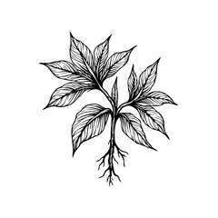Botanical illustration of a plant with leaves and roots in black and white detailed drawing vector