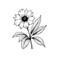 Elegant monochrome floral botanical illustration featuring a delicate flower with leaves detailed ink sketch