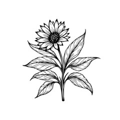 Elegant sunflower illustration botanical style with detailed line work beautiful vintage design element nature concept