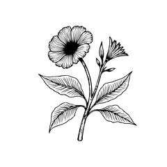 Detailed floral botanical drawing featuring a blossoming flower and leaves, creating an elegant composition and a classic natural beauty