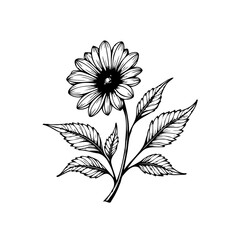 Botanical illustration of a daisy with intricate leaf details perfect for design projects and more