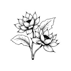 Elegant botanical ink drawing of lotus flowers featuring delicate petals and intricate details art illustration illustration for decorative purpose