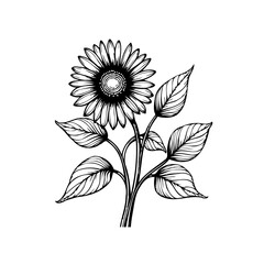 Detailed sunflower illustration showcasing delicate petals stems and leaves in a elegant botanical drawing