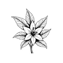Elegant hand drawn botanical illustration showcasing a detailed flower and leaves design ideal for various creative projects