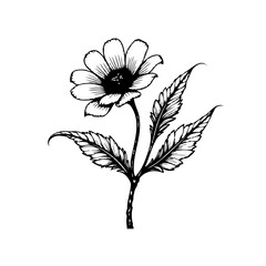 Elegant floral illustration showcasing a delicate daisy with intricate leaves on a white background minimal