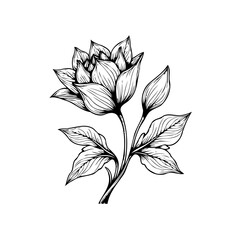 Detailed botanical illustration showcasing an elegant flower blossom with intricate line work and shading on a white background