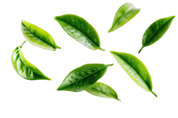 Fresh green tea leaves scattered, detailed close-up