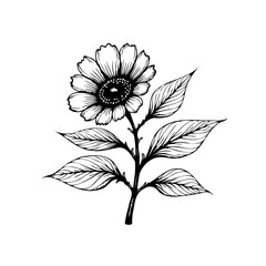 Elegant botanical illustration of a sunflower with intricate details and delicate leaves on white background art