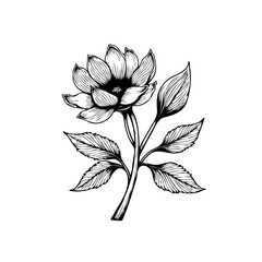 Elegant botanical illustration of a lotus flower with delicate leaves and intricate linework depicting nature's beauty