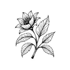 Elegant botanical drawing of a flower with detailed petals and leaves design displaying nature beauty