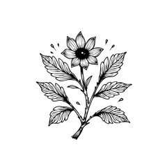 Hand drawn flower illustration of a sunflower with leaves, in vintage tattoo style art