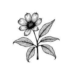 Elegant botanical illustration showcasing a delicate flower and leaves in detailed black line art with graceful beauty