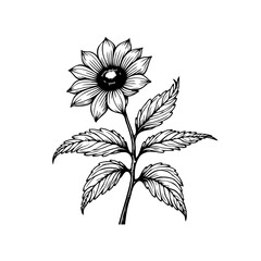 Elegant botanical illustration of a sunflower with detailed petals and leaves in black and white line art