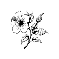 Detailed hibiscus flower line art illustration perfect for botanical designs and tropical themed projects and crafts