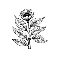 Elegant botanical illustration showcases a delicate flower with detailed leaves on a white backdrop perfect drawing