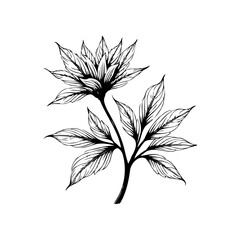 Elegant botanical illustration showcasing a detailed floral design with leaves created in black and white ink